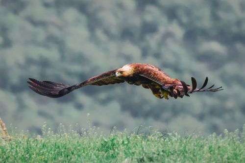 орел ( golden eagle )