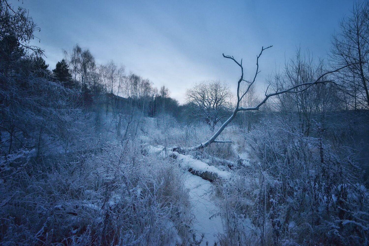 лес, природа, пейзаж, зима, река, вода, ручей, подмосковье, Алексей Никонов