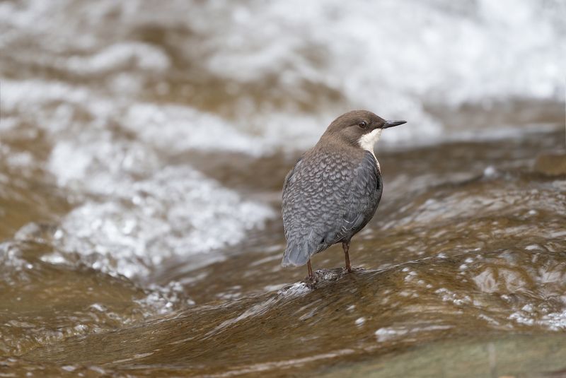 Околоводный философ фото превью