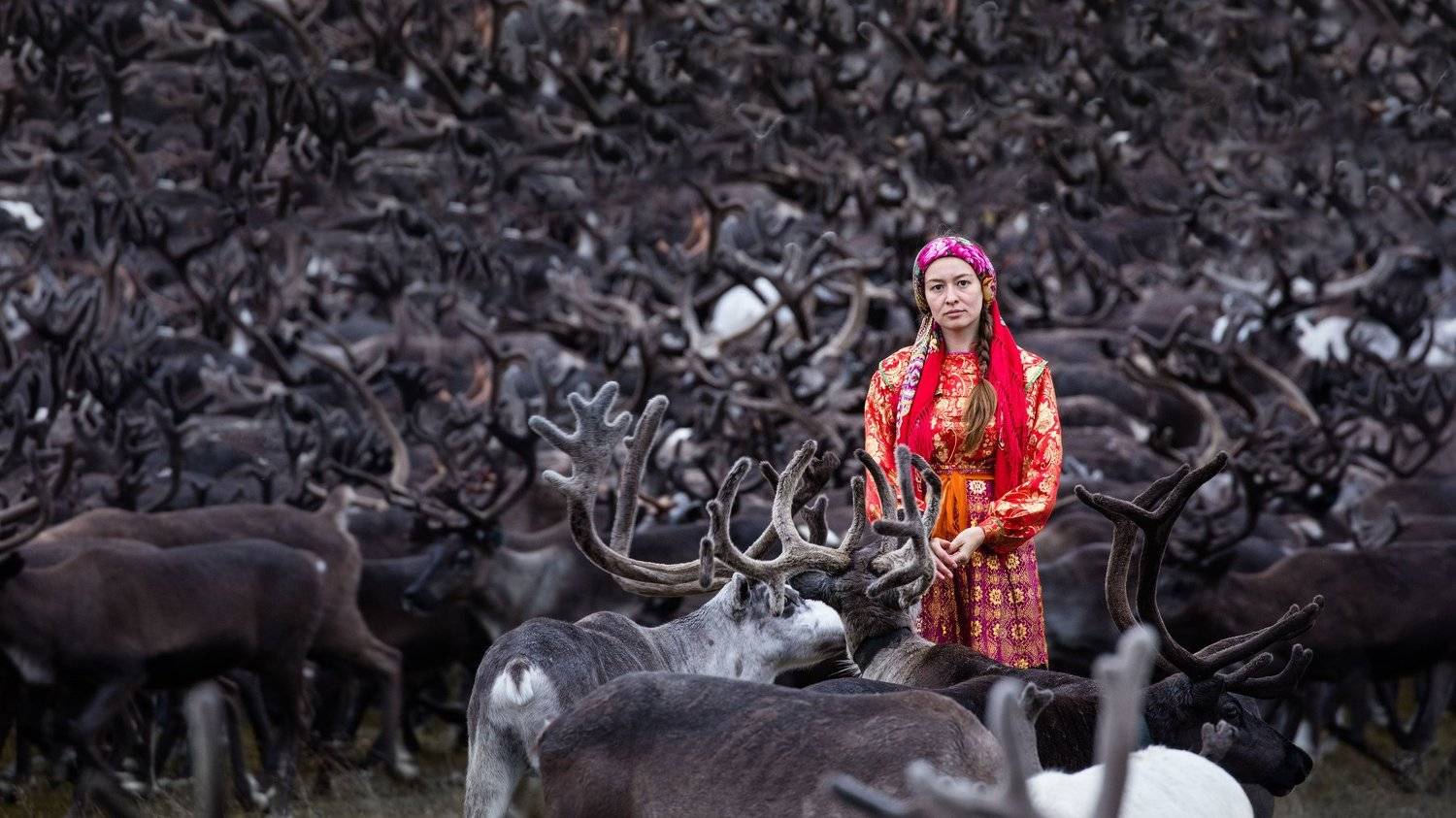 ямал, олени, Алексей Сулоев