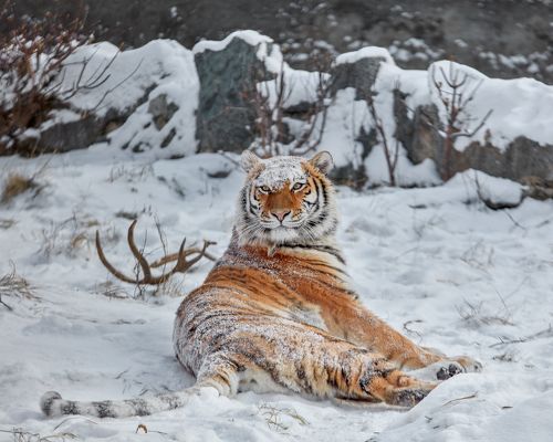 Амурская тигрица