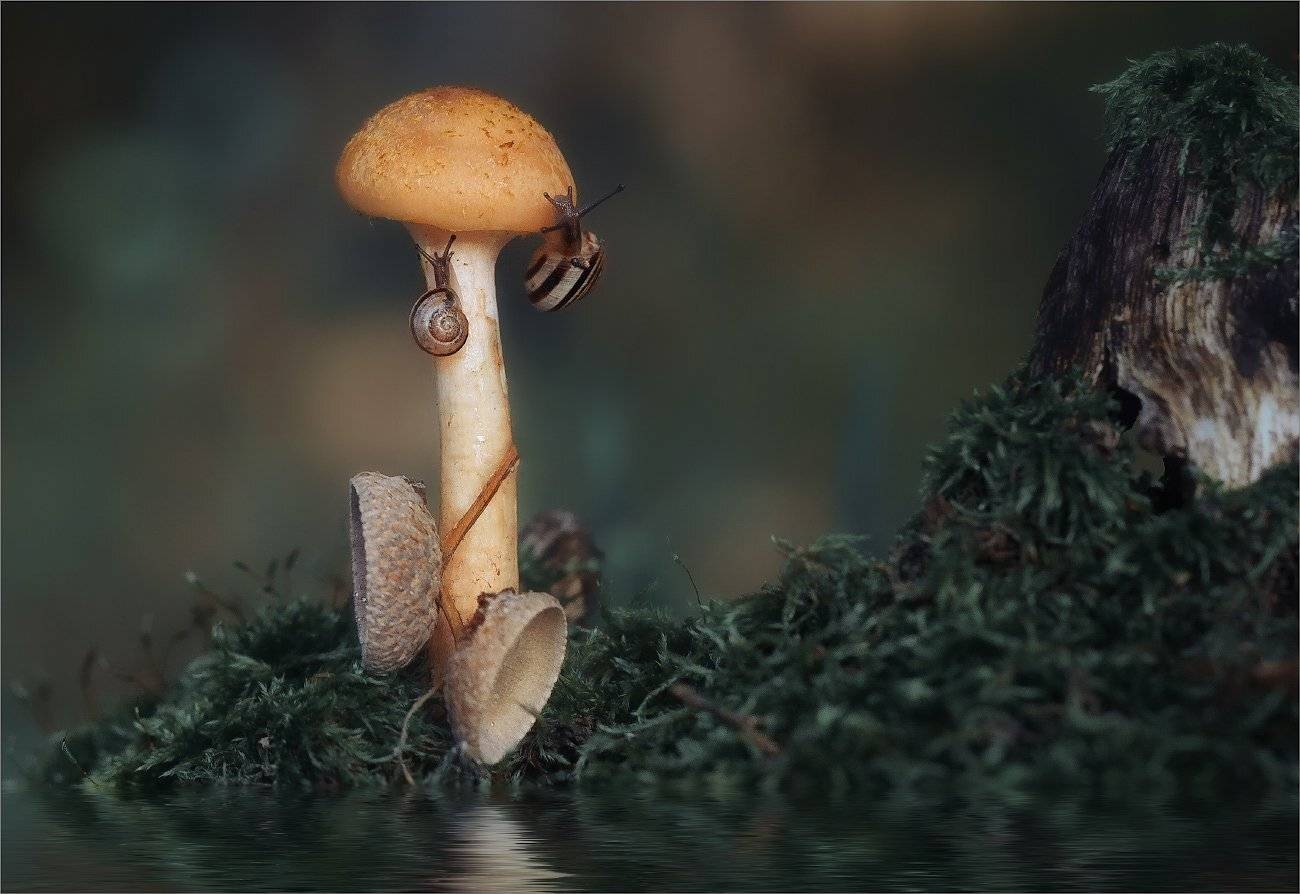 , Рудченко Анатолий