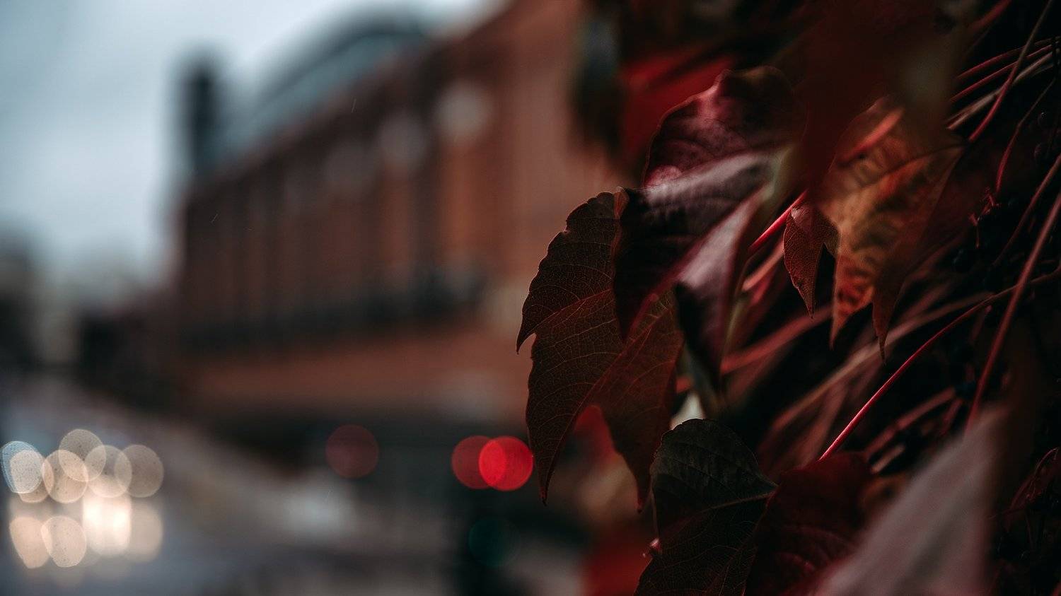 , Piotr Ryba Rybicki