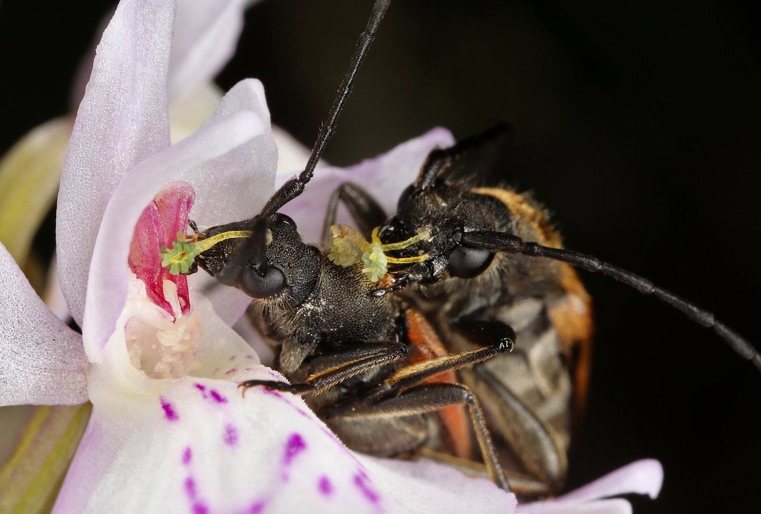 орхидея,опыление,жуки., Александр Зорин