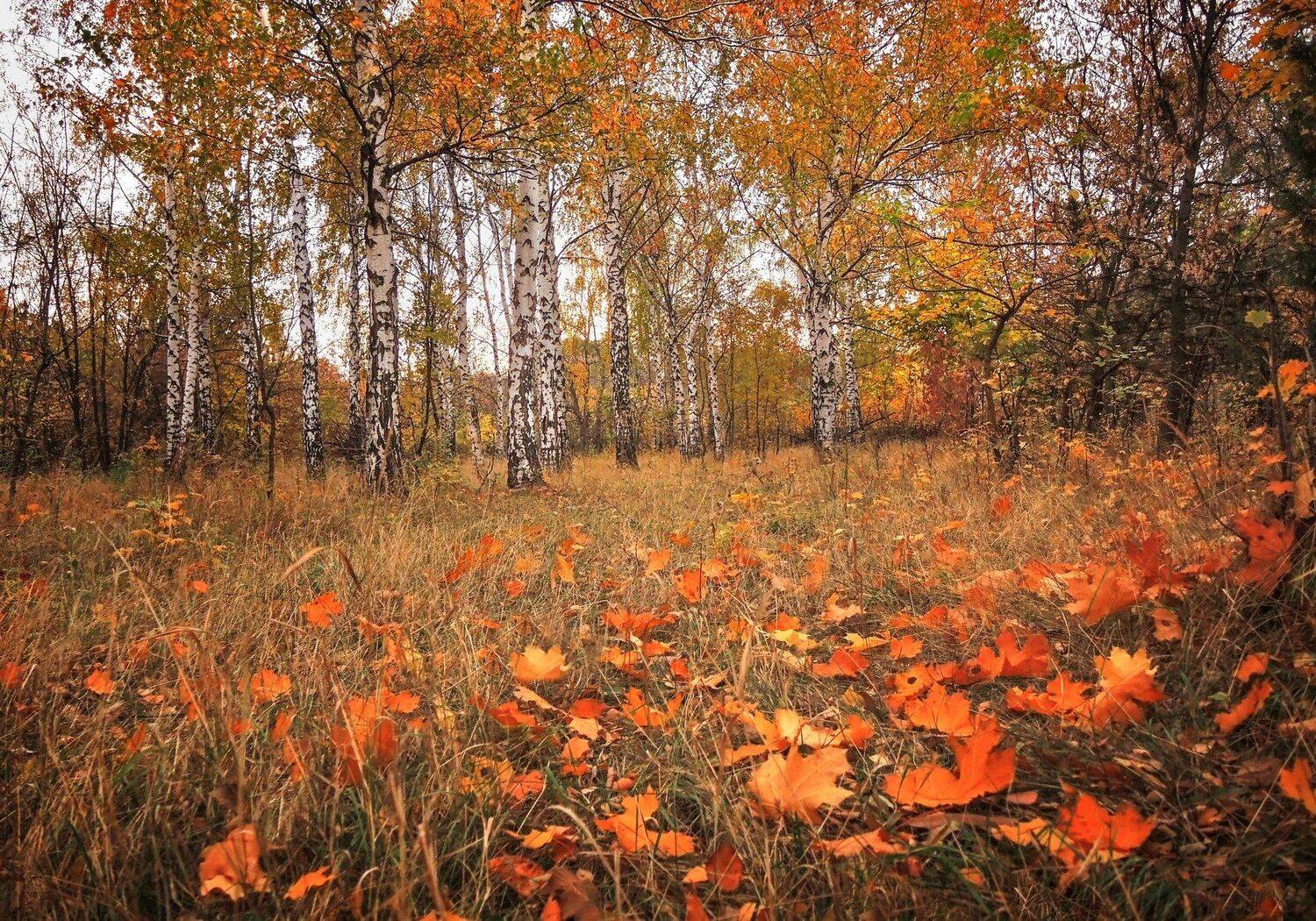 , Mihalych
