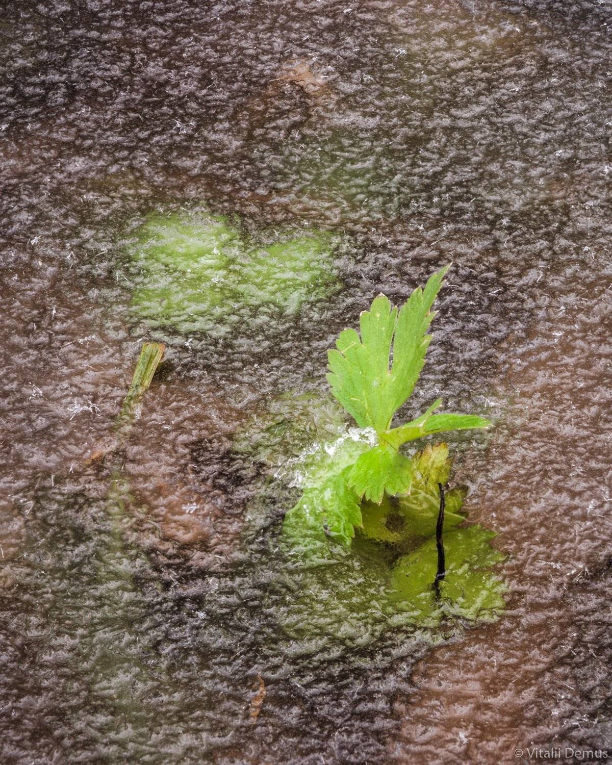 осень, зима, заморозки, листья, лед, абстрактный, крупный план, Виталий Демус