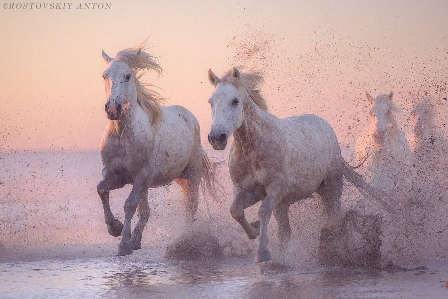 камарг, ростовский антон, франция, фототур, прованс, лошади, camargue, кони, жеребцы, фотопутешествие, камаргу, Антон Ростовский
