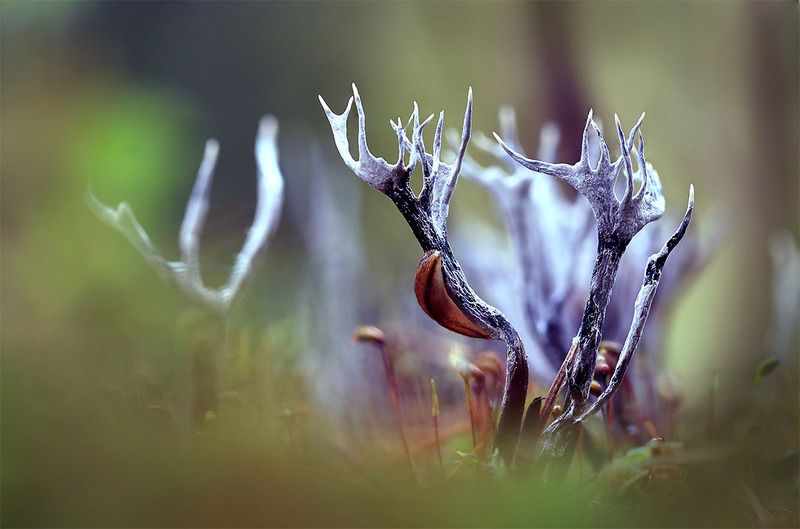 осень,лес,гриб. Остались от козлика рожки... фото превью