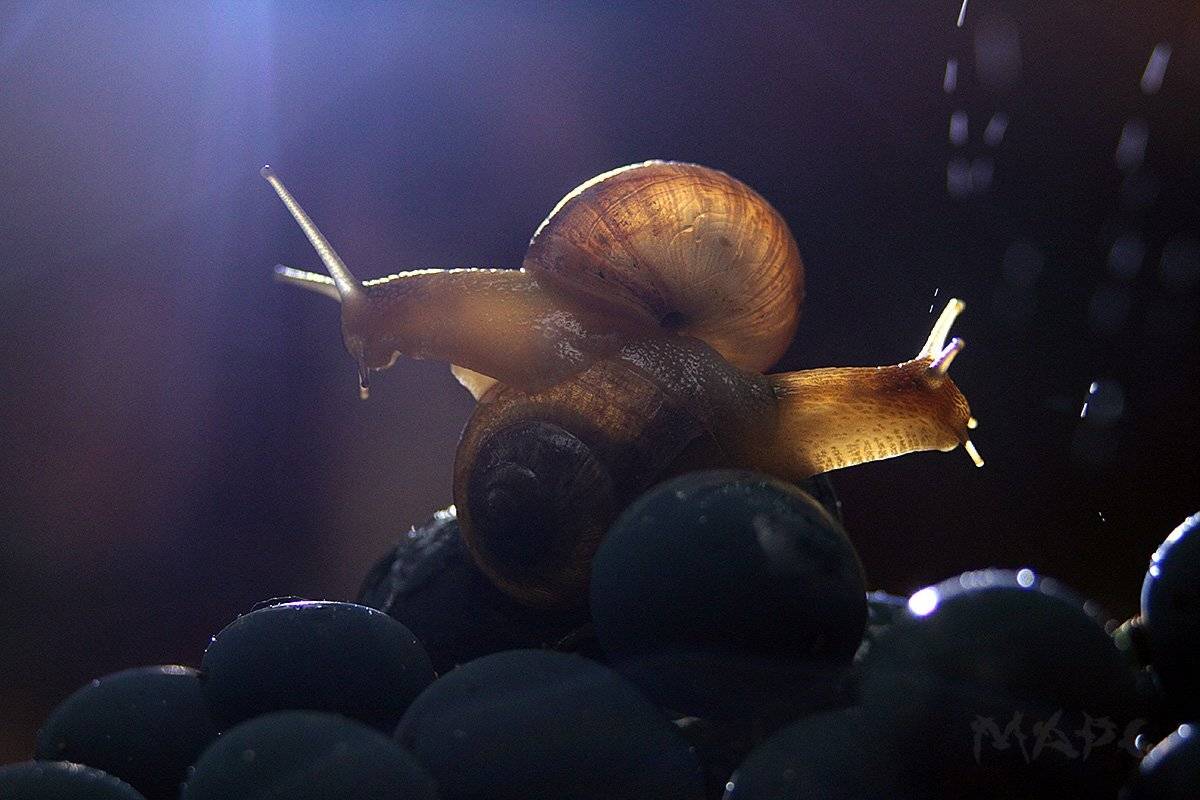 животные улитки дождь ночь юг, Шангареев Марс