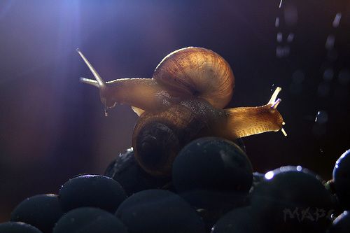 Из жизни улиток