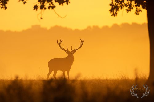 Red Deer 