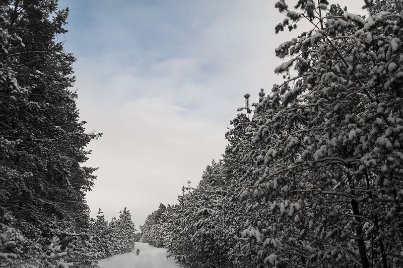 С Первым Днем Зимы! фото превью