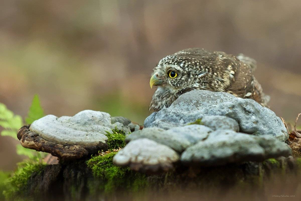 , Валерий Субачев