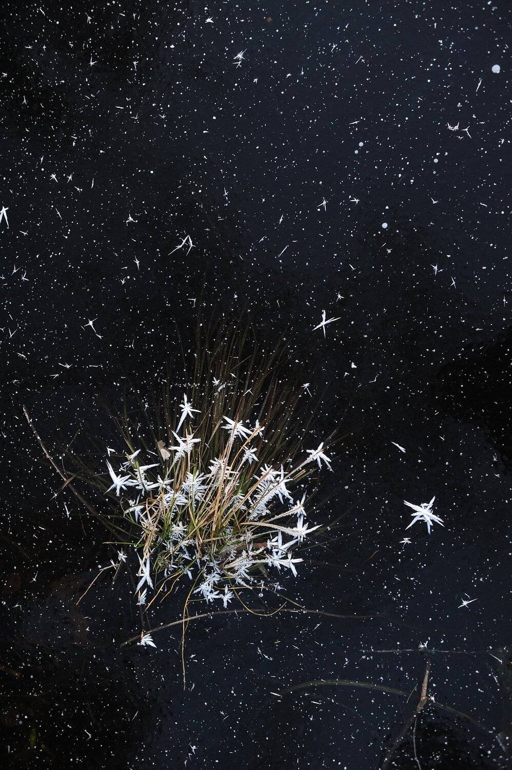 природа вода водоем озеро пруд растение растительность узор абстракция паттерн текстура воздух пузырьки толща лед мороз зима осень, Григорий Пиль