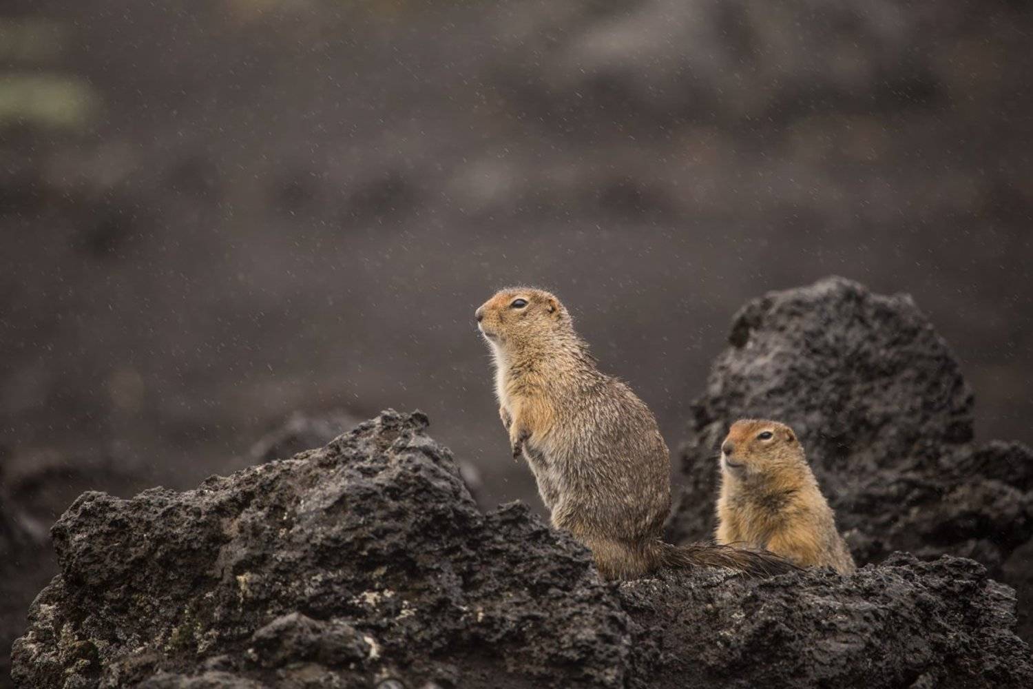 камчатка,россия,вулкан,лава,пейзаж,туман,природа,животные,евражки, Elena Pakhalyuk