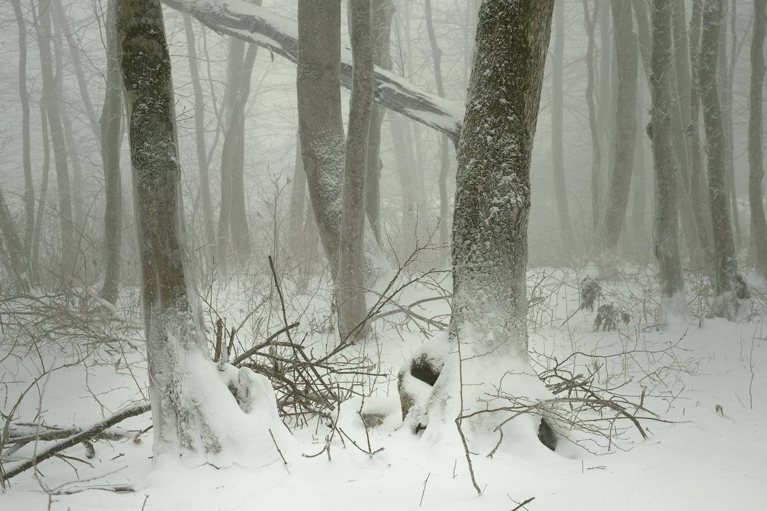 зима лес туман, Александр Жарников