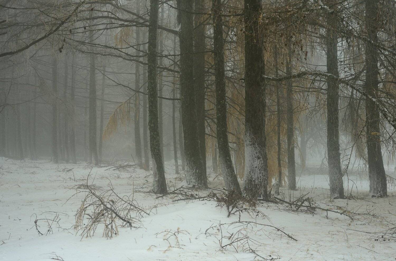 зима лес утро туман, Александр Жарников