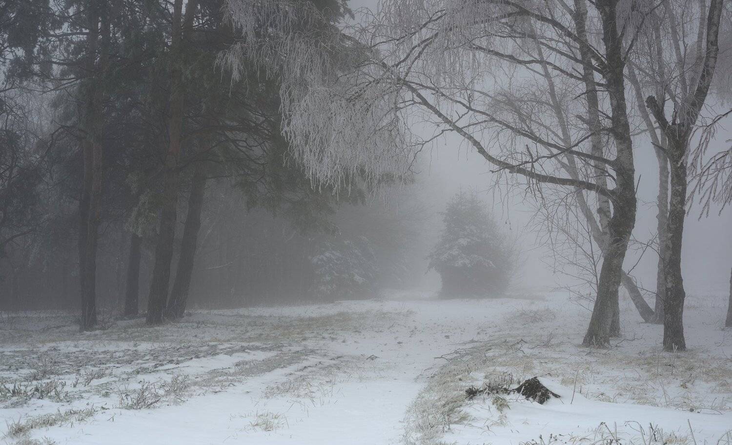 зима лес туман дорога утро, Александр Жарников