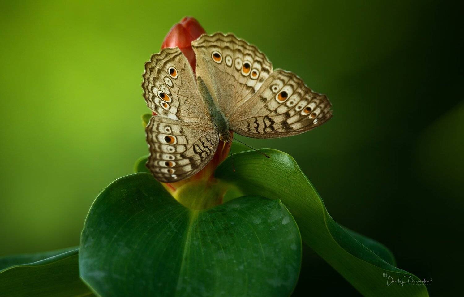 природа, макро, вьетнам, остров фукок, Дмитрий Посевич