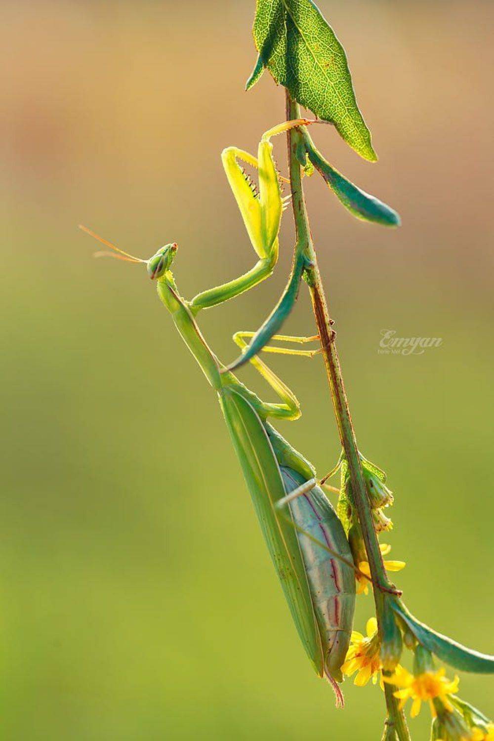 богомол, mantis, mantis religiosa, green, praying mantis, insects, macro, macrophotography, nature, animals, Emyan