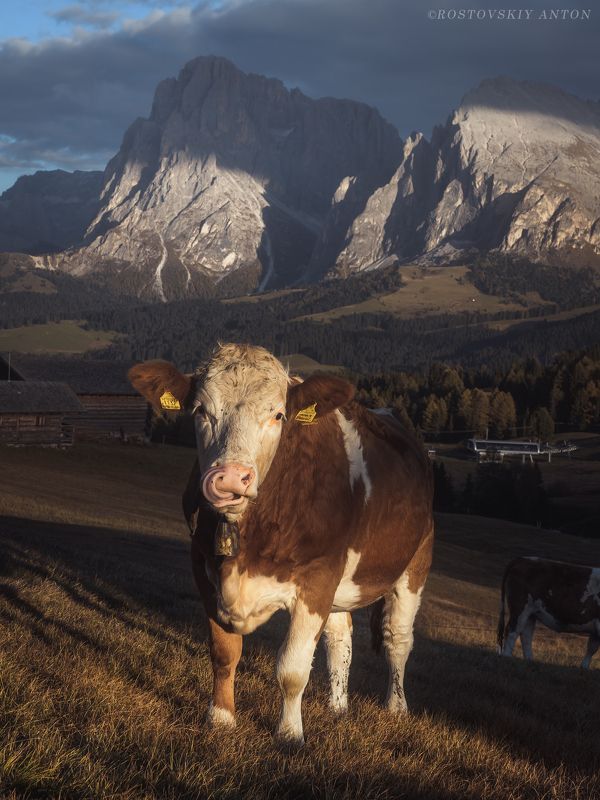 Доломиты, Альпы, фототур, корова, бурёнка Альпийская красотка фото превью