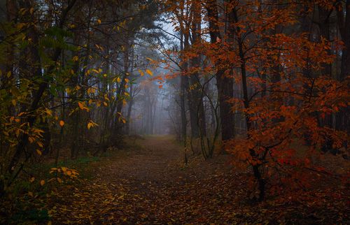 Небеса без птиц онемели, каменеет туманная даль