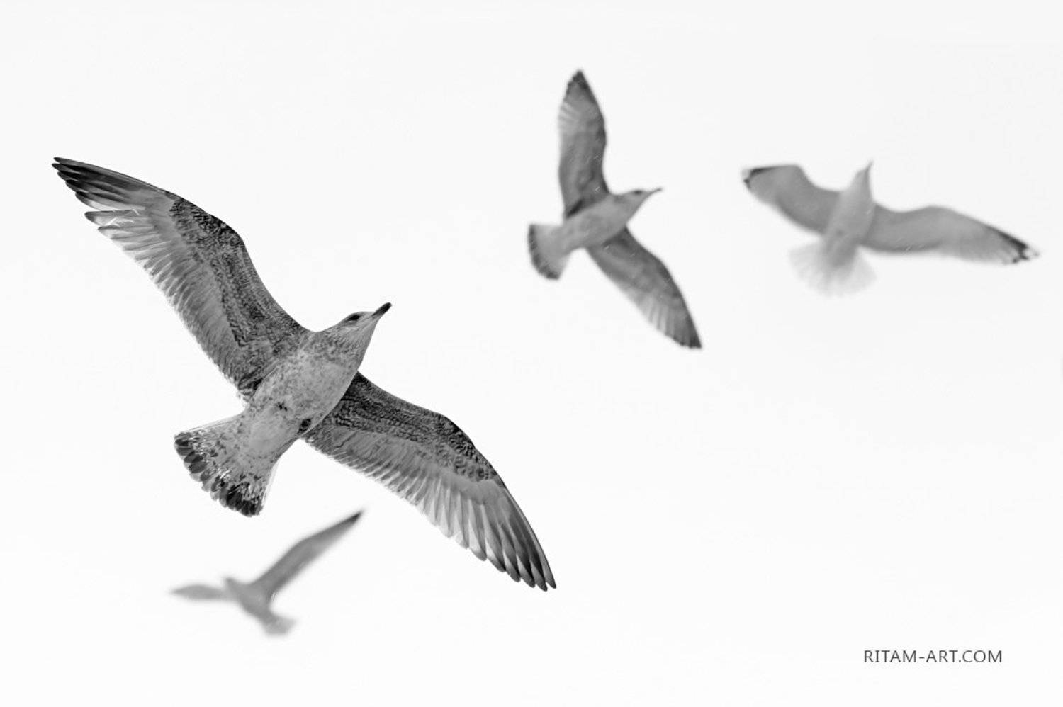 , Ритам Мельгунов