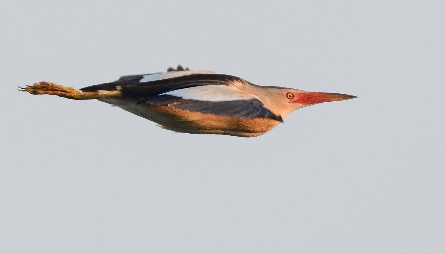 bird, birds, wings, flight, feathers, nature, animal, birding, birdwatching, Димитър Русев