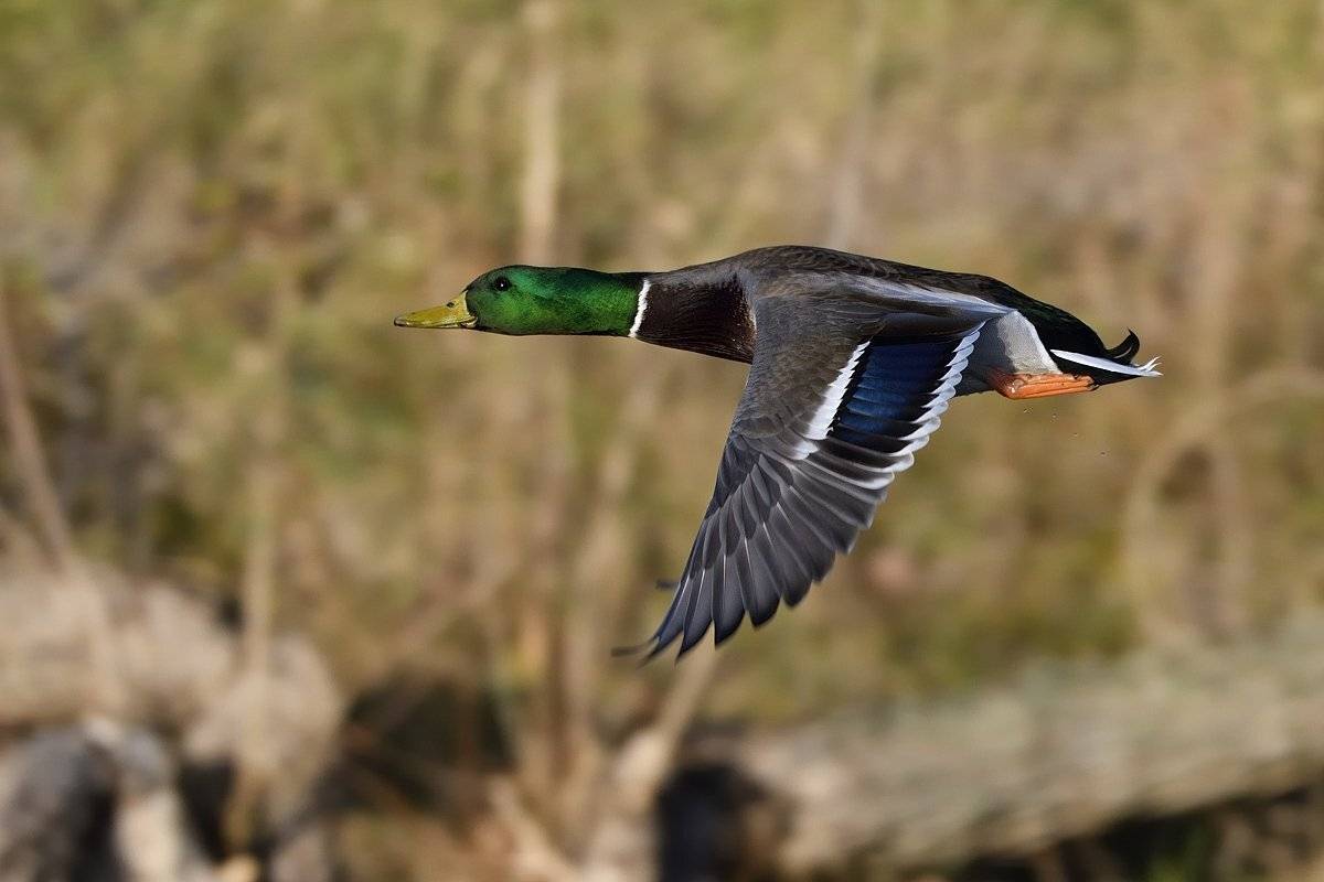 птицы birds slovakia, Jaroslav Mego
