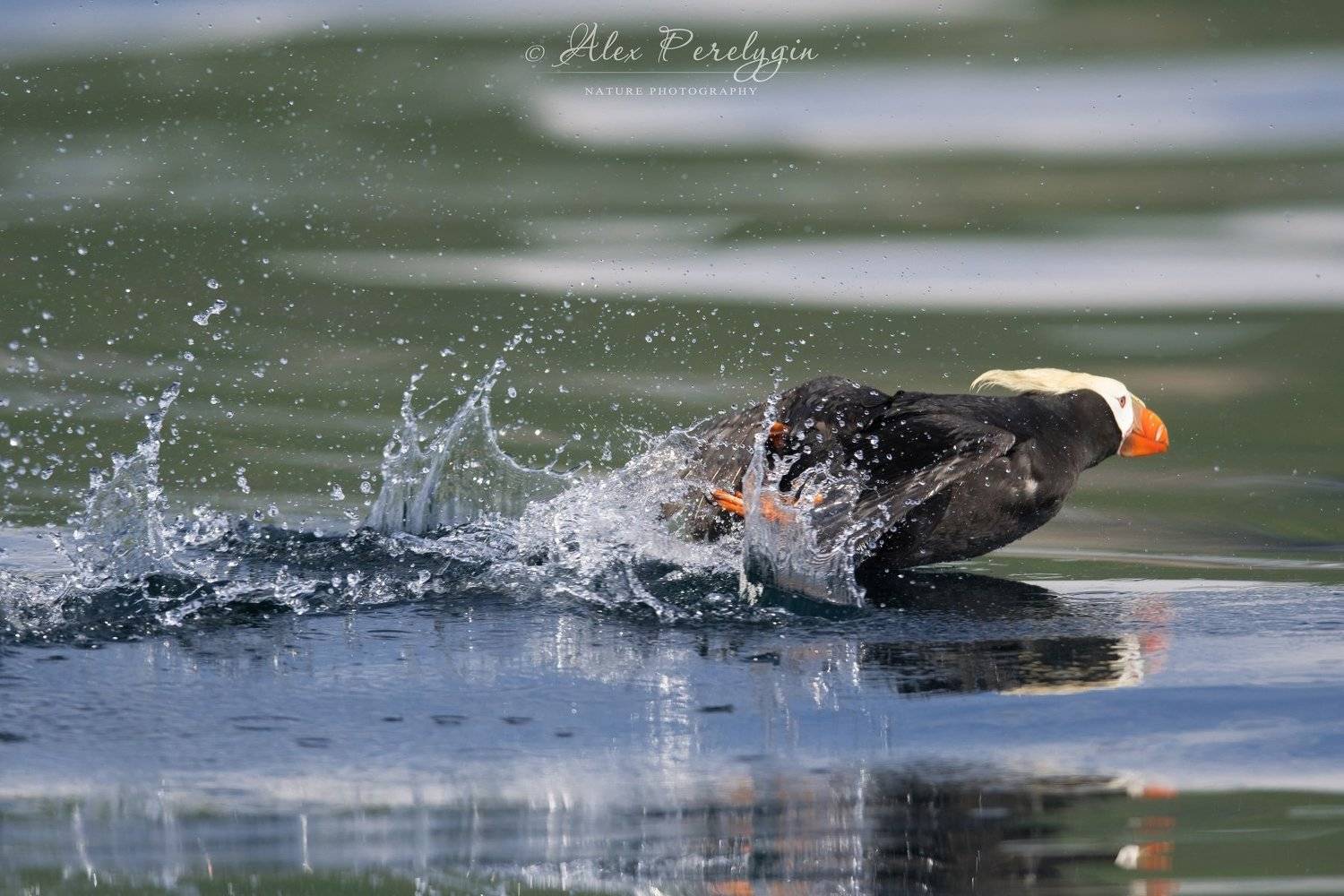 , Алексей Перелыгин