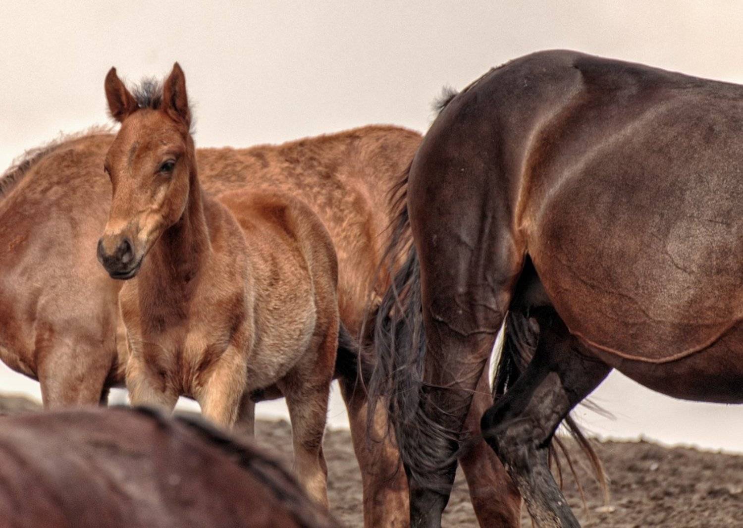 лошади,жеребенок,, Анатолий Салтыков