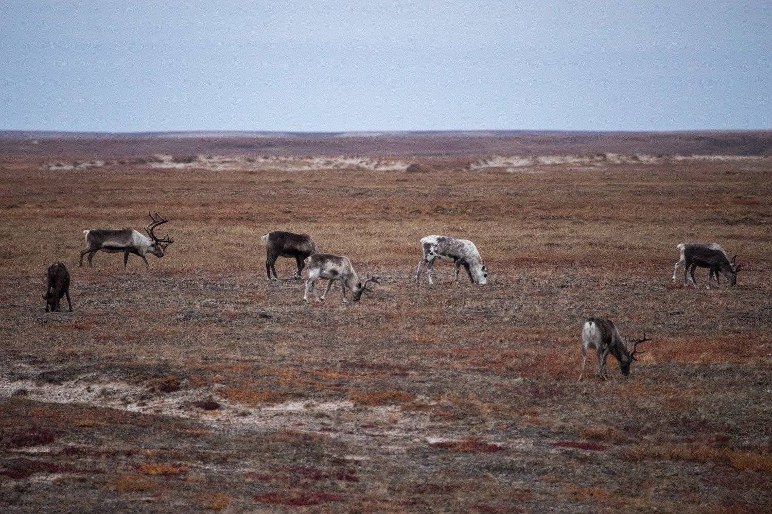 ямал, север, заполярье, олени, Марина Сивакова