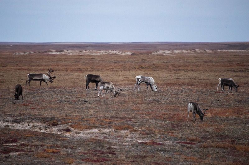 ямал, север, заполярье, олени Палитра осени фото превью