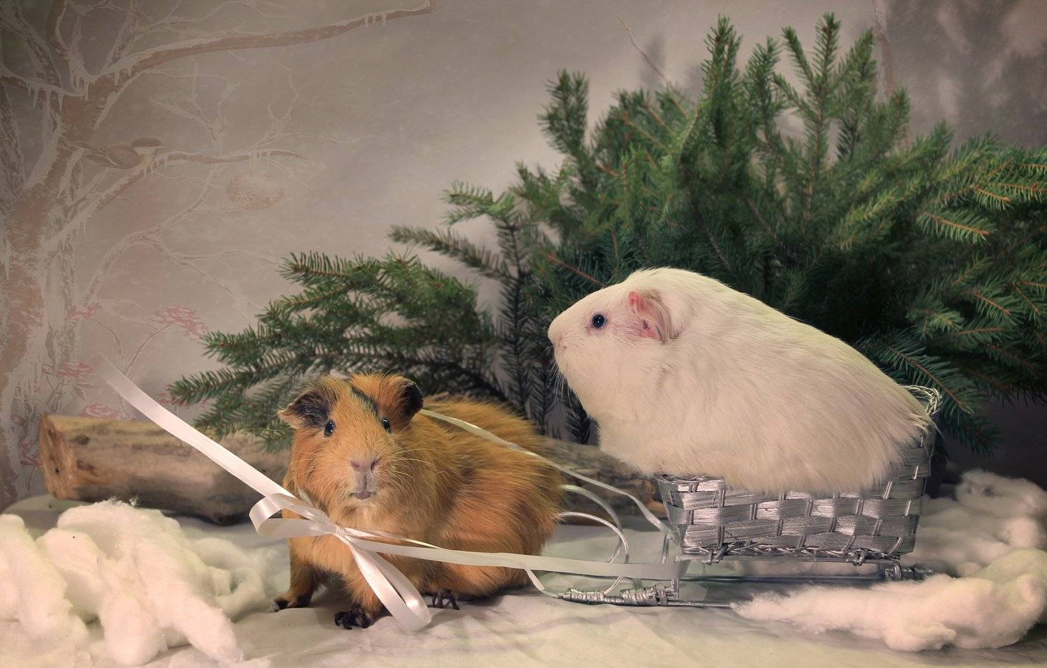 зима, композиция, животные, морские свинки, санки, Ковалева Светлана