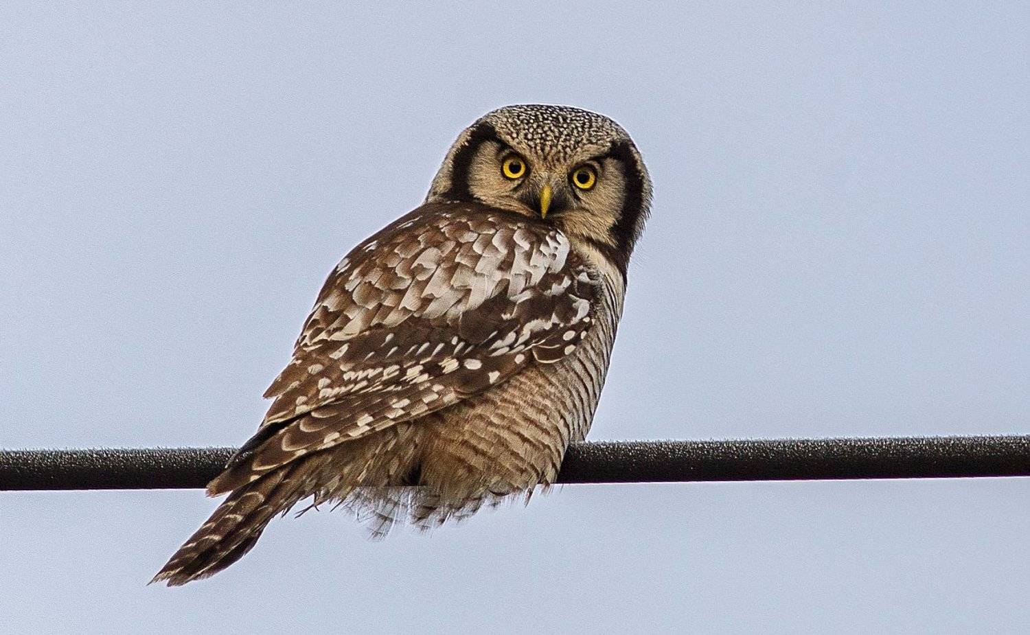 совы,птицы,север,коми,сова ястребиная,печора,owls, birds, north, komi, hawk owl, pechora, Игорь Триер