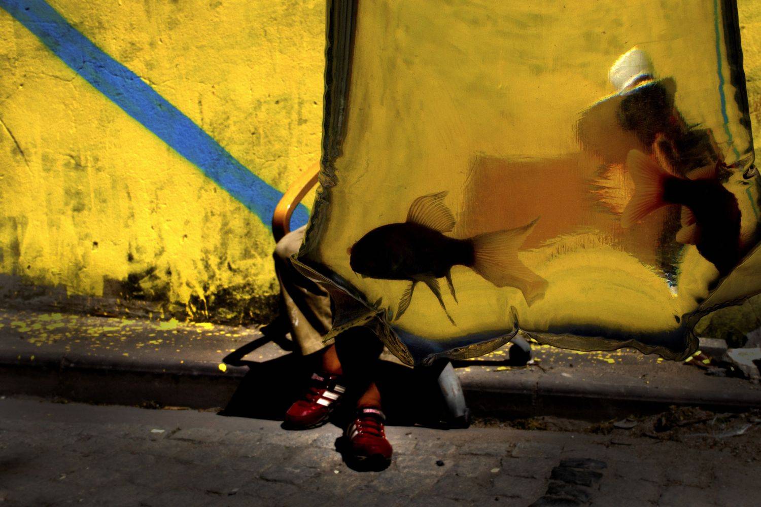 balık yellow fish, Murat Sahin