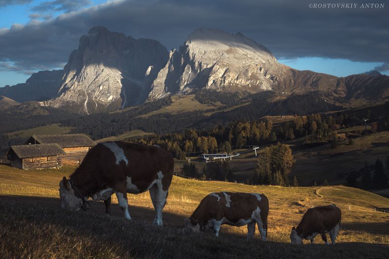 доломиты, Альпы, коровы, коровки, гора, горы, вечер, закат, Италия, фототур, triplaunch, Альпийская гармония  фото превью