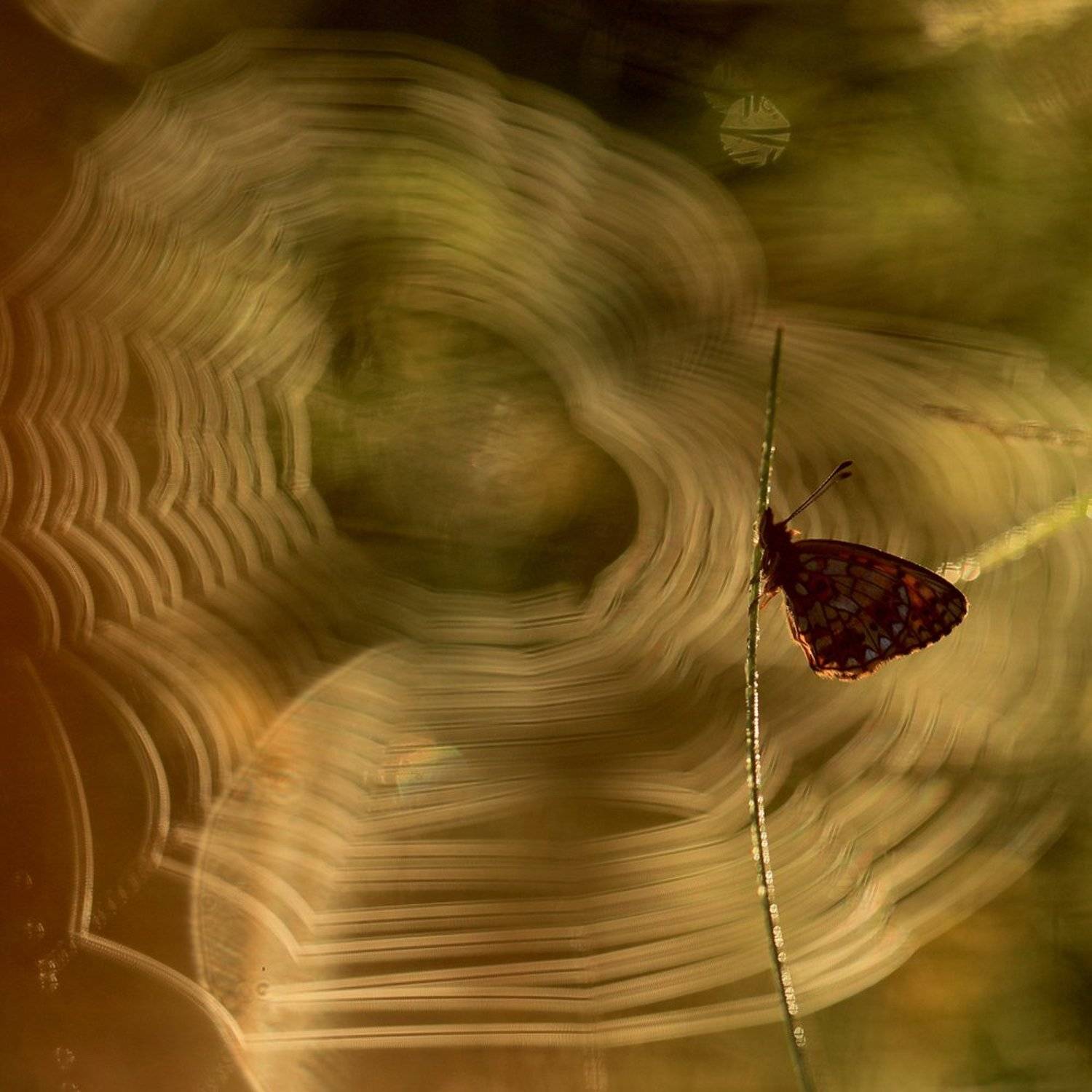 , Иваненко Светлана