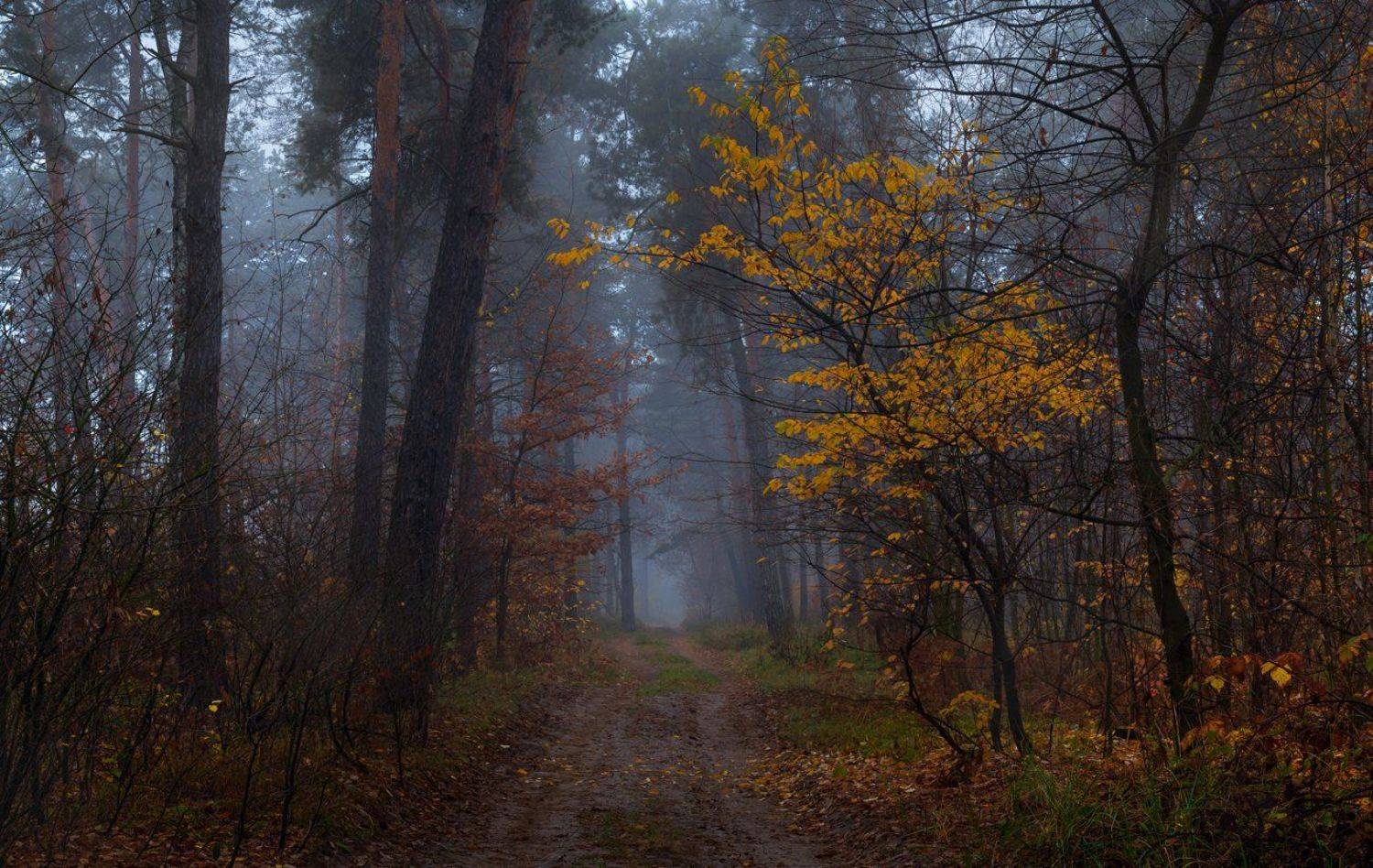 лес, осень, ноябрь, туман, Галанзовская Оксана