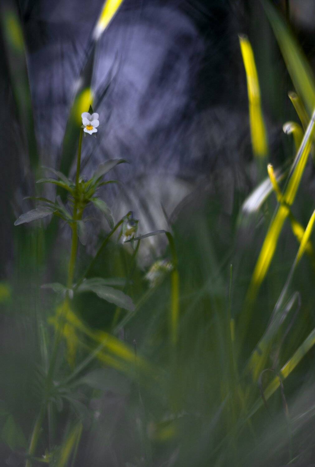 весна,природа,беларусь,цветы,макро, Sixten ( Сергей )