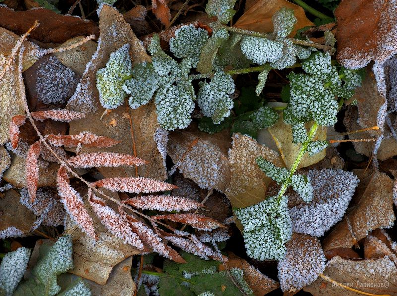 иней, осень, листья, андрейларионов **** фото превью