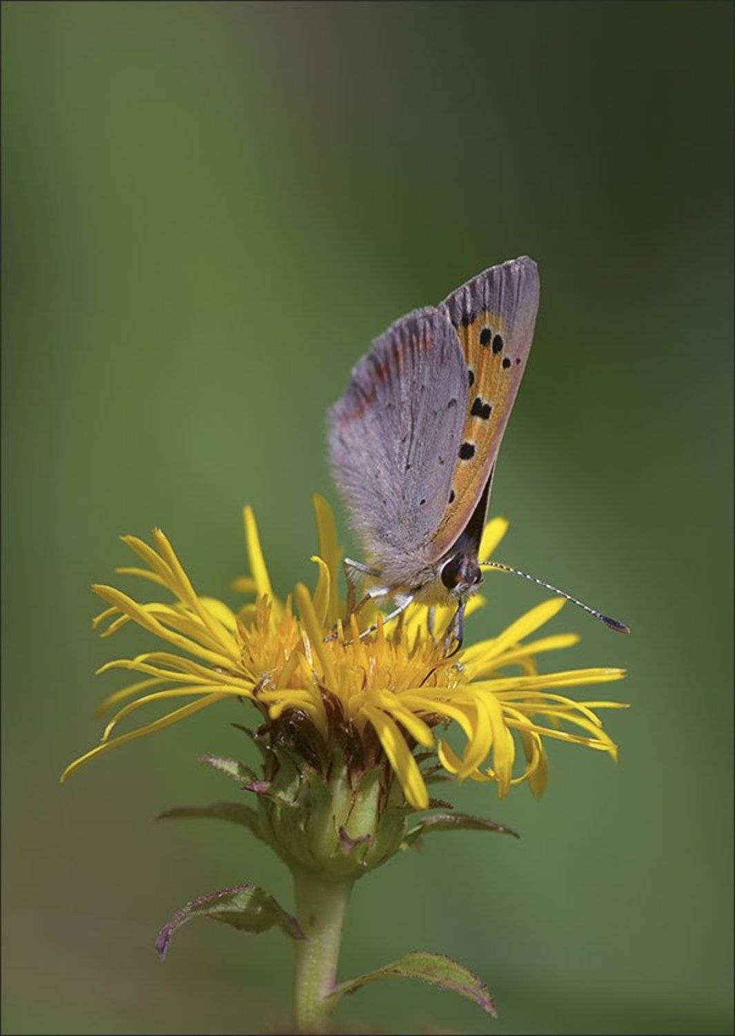 мотылёк, черновец пятнистый, Андрей Медведев