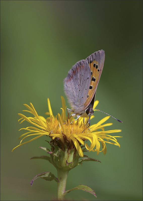 мотылёк, черновец пятнистый *** фото превью