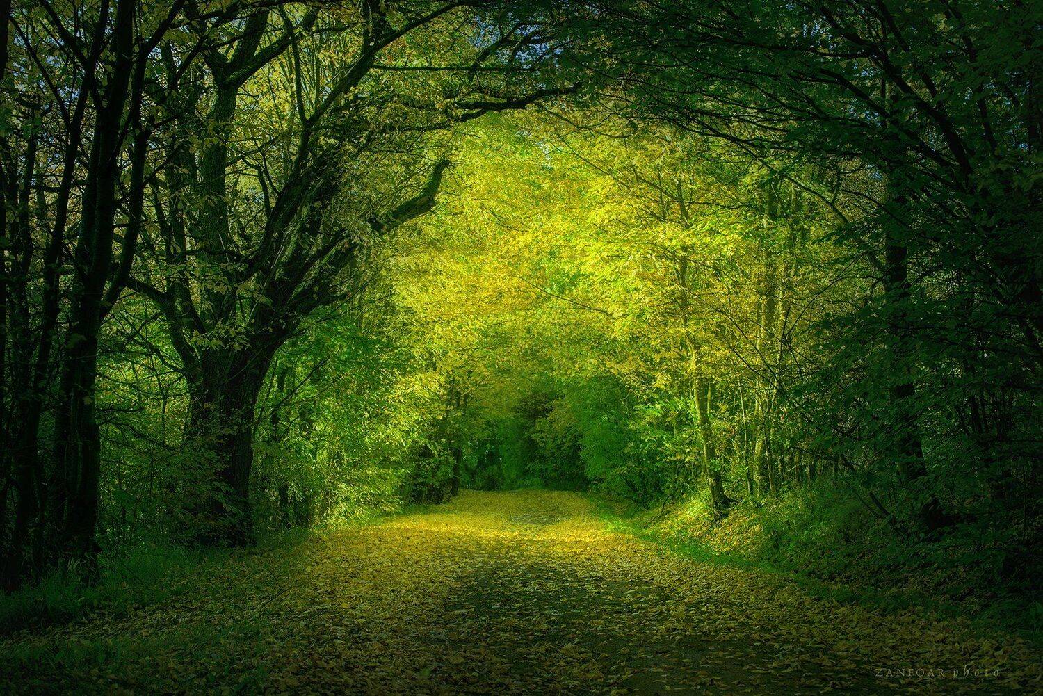 осень, деревья, аллея, листья, цвета, nikon d750, zanfoar, чешская республика,чехия, Zanfoar