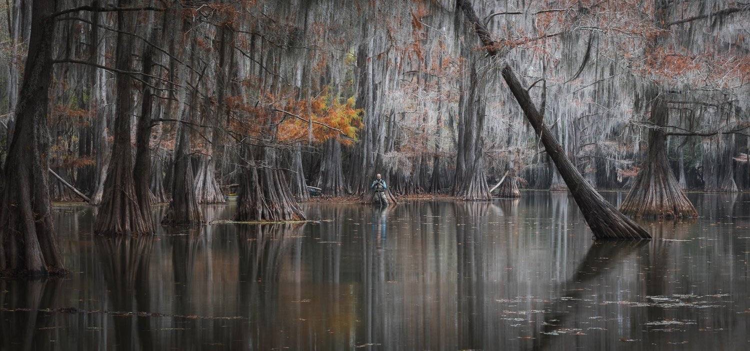 кипарисы, осень, болото, америка, Марина Маликова