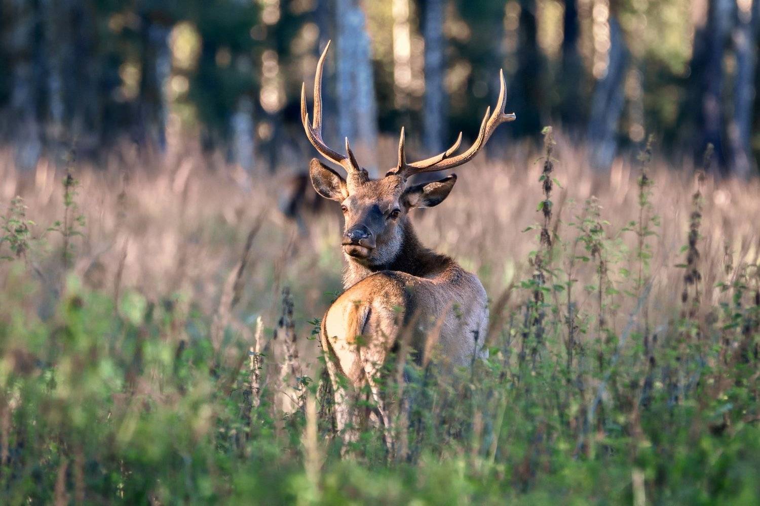 лес,вечер,олень, Виталий Полуэктов