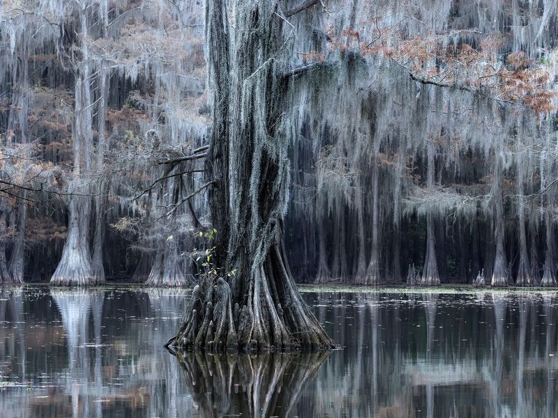 пруд, отражение, осень, кипарисы, болото Волшебный лес фото превью