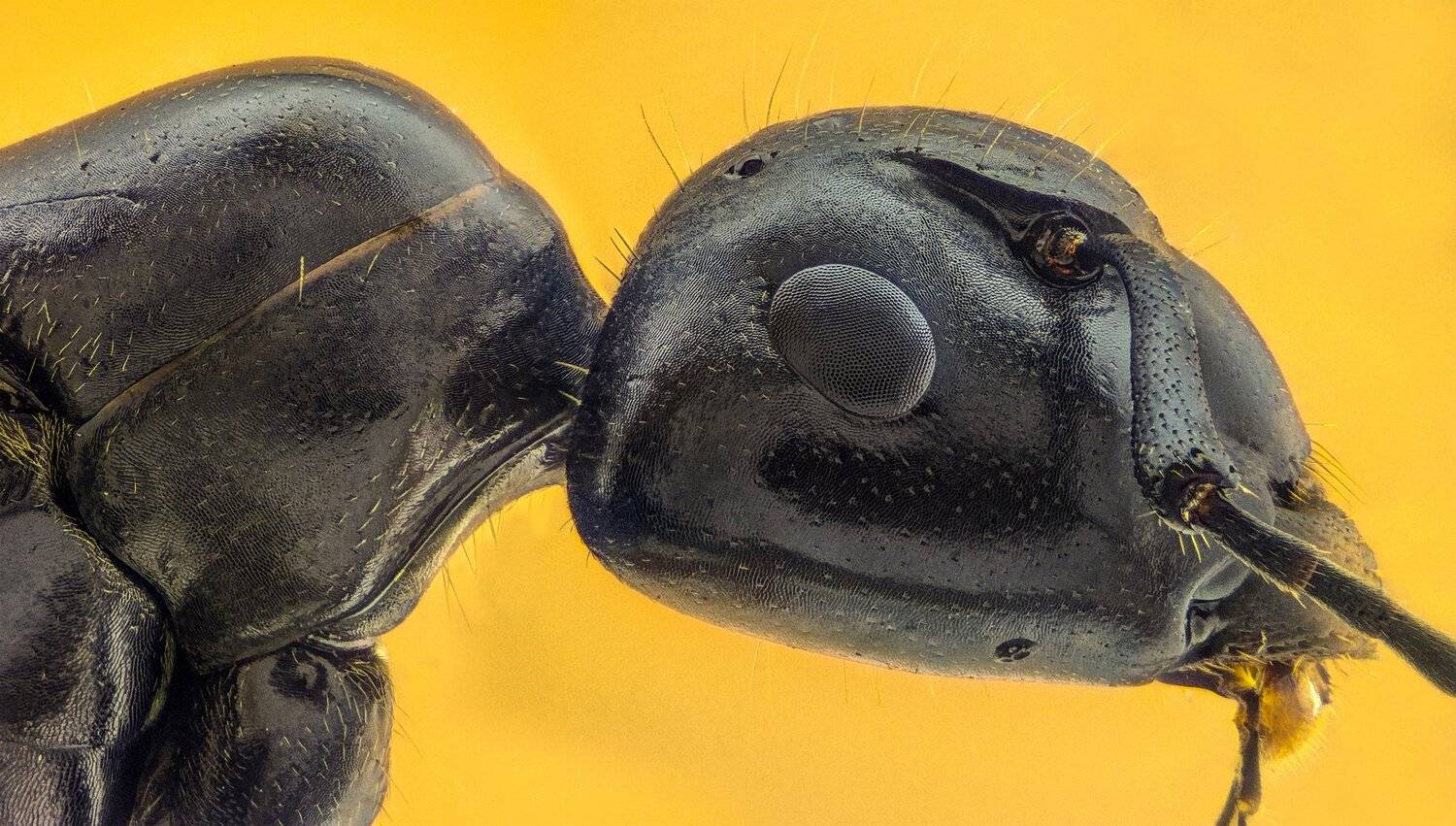 ceclii, macro, extrememacro, Tsvetan Ganev