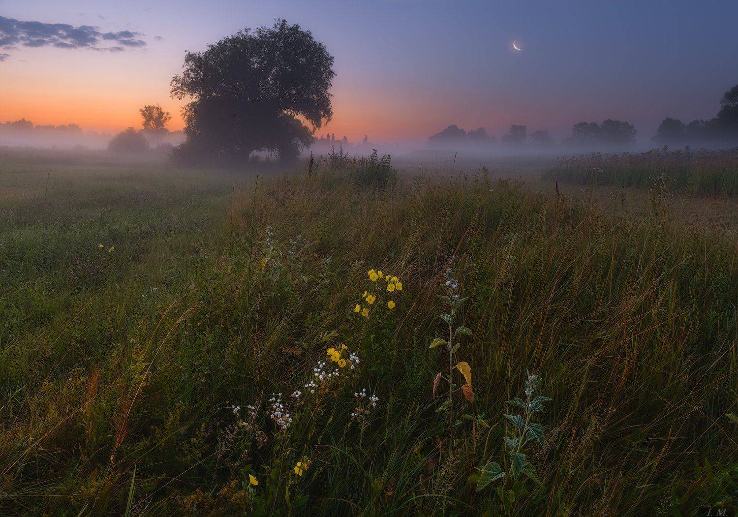 утро, предрассветные сумерки, луна, туман, лето, дерево, луг, пейзаж, summer, morning, twilight, meadow, fog, Misty, before sunrise, sky, clouds, Moon, old, grass, tree, foggy, Landscape, flowers, , Ivan Maljarenko