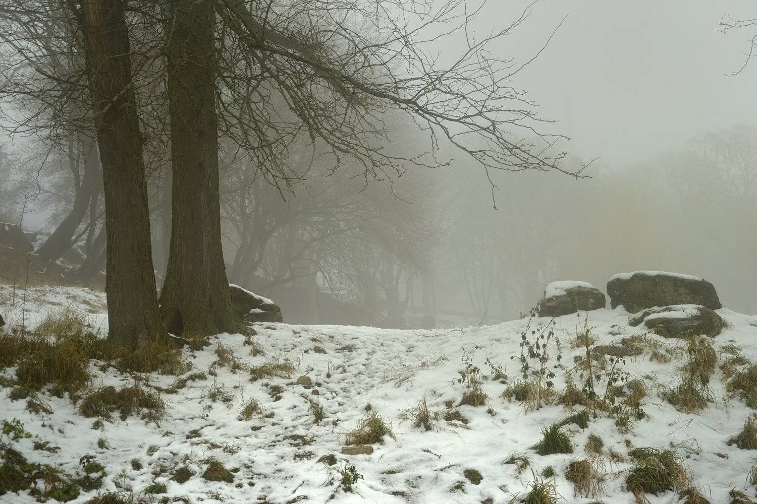 зима лес туман оттепель, Александр Жарников